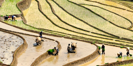 Rice terrace fields in Lao Cai, North Vietnam
